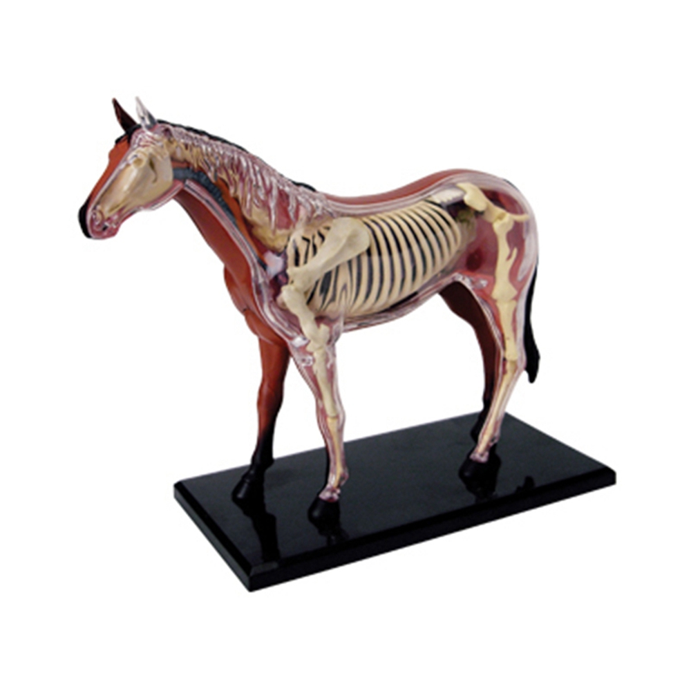 Science Toys - Modelo de anatomía de órganos animales,