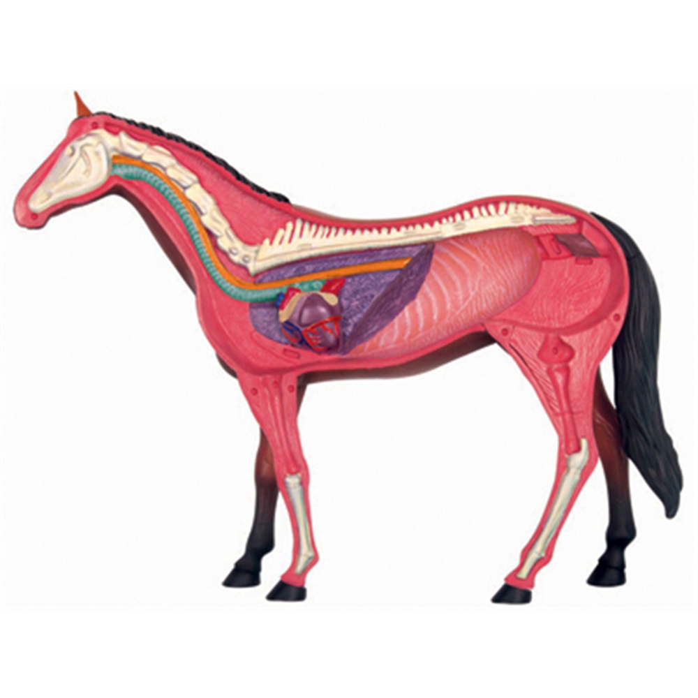 Modelo de anatomía de órganos  - Science Toys reseña y precio