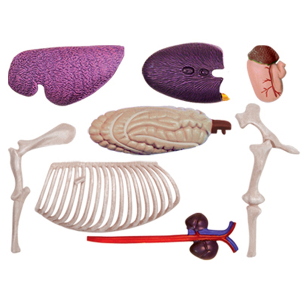 Modelo de anatomía de órganos  - Science Toys reseña y precio
